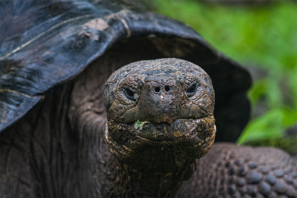 island-conservation-preventing-extinctions-invasive-species-Floreana-Giant-Tortoise