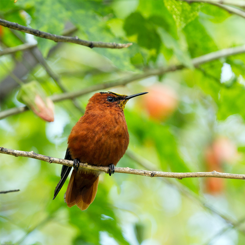island-conservation-preventing-extinctions-invasive-species-Juan-Fernandez-Firecrown