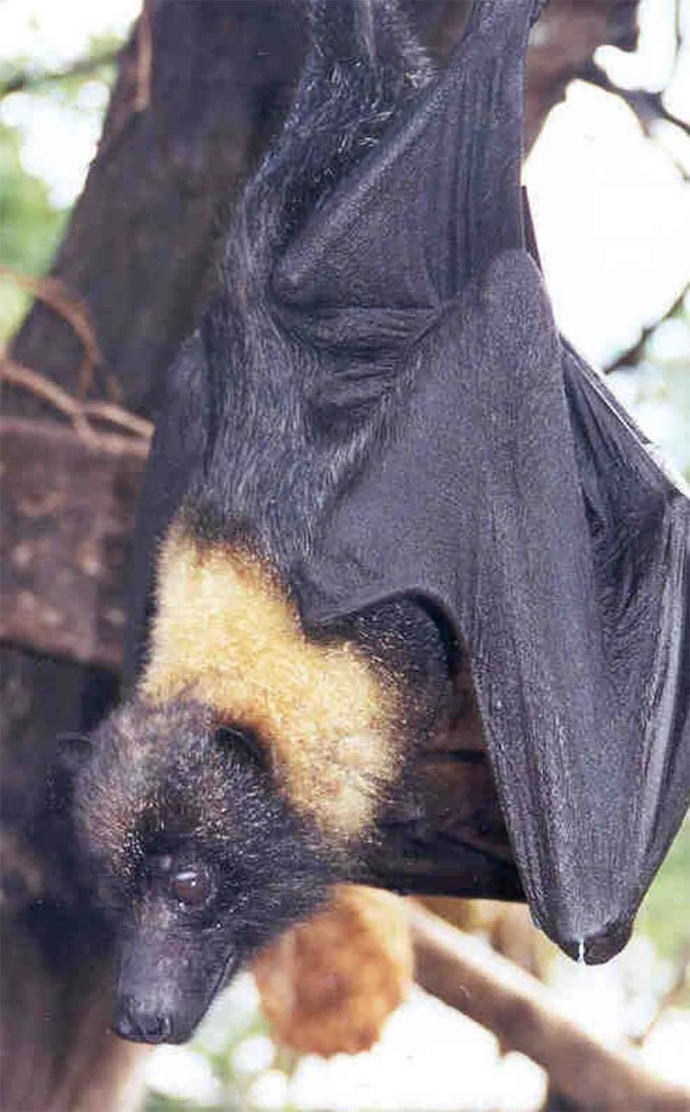 island-conservation-preventing-extinctions-invasive-species-Marianas-flying-fox