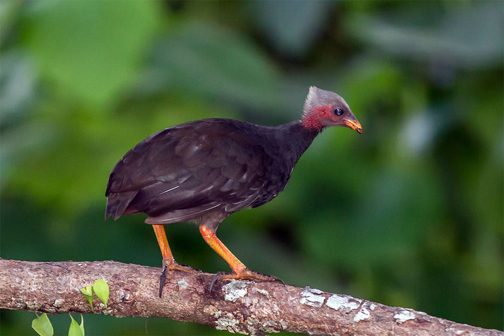 island-conservation-preventing-extinctions-invasive-species-Micronesian-Scrubfowl