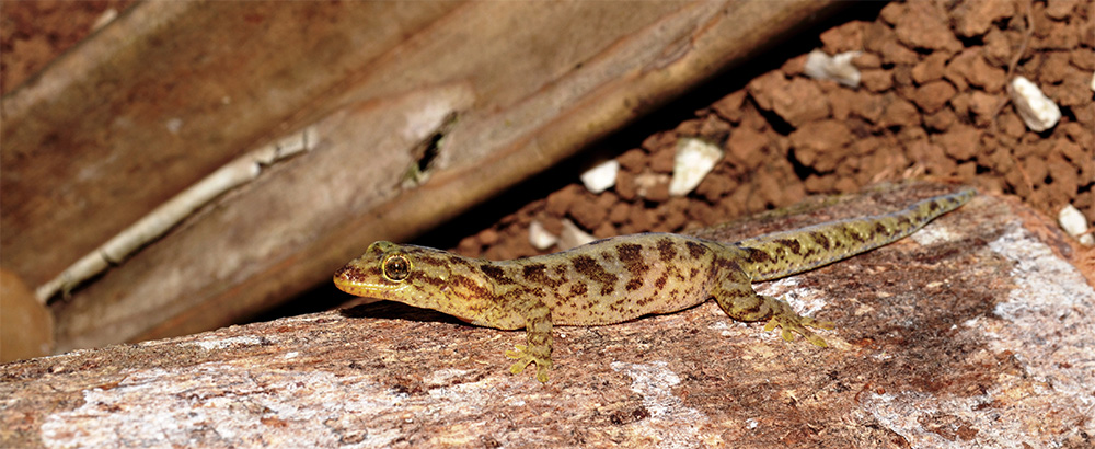 island-conservation-preventing-extinctions-invasive-species-listers-gecko