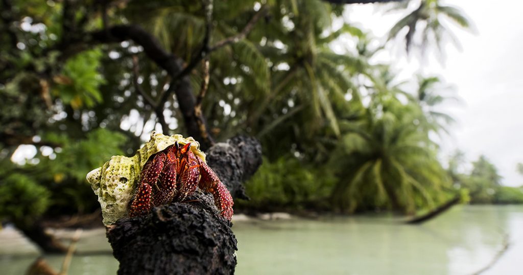 island-conservation-invasive-species-preventing-extinctions-palmyra-atoll-hope-spot-hermit-crab-fb
