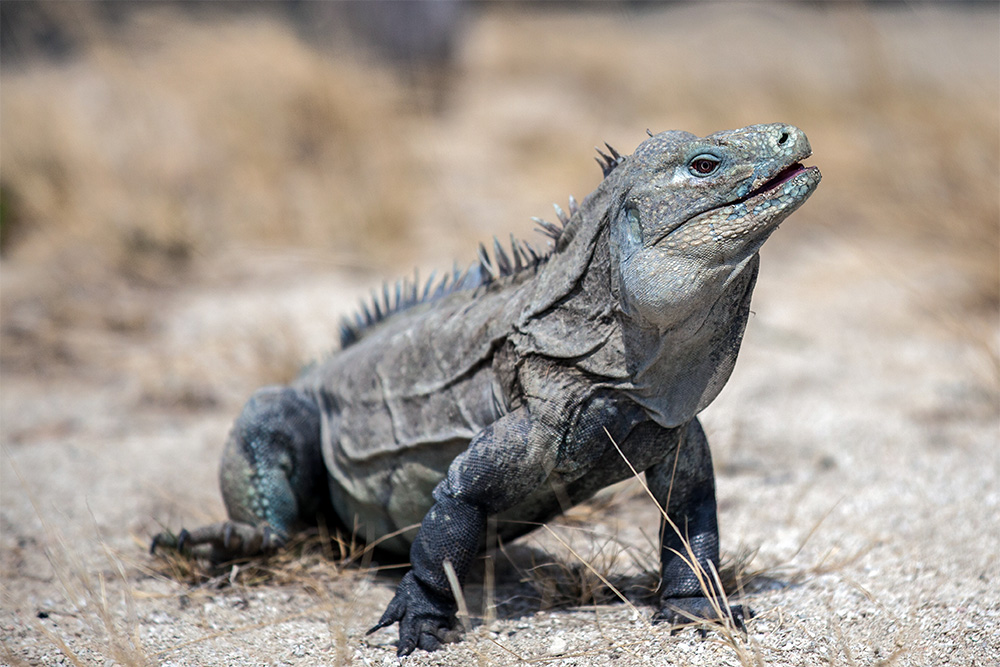 island-conservation-preventing-extinctions-invasive-species-Ricords-Iguana