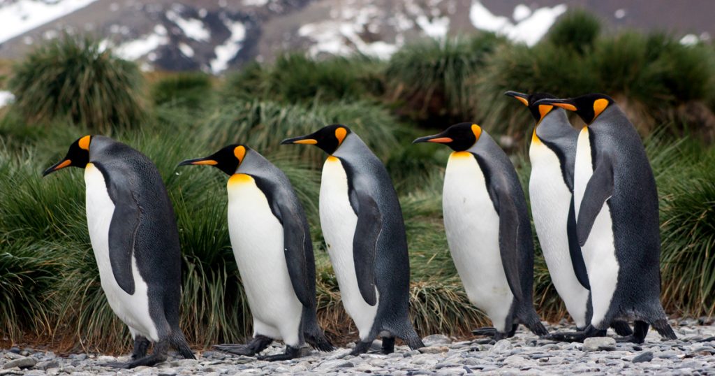 island-conservation-invasive-species-preventing-extinctions-king-penguin-south-georgia-island-fb