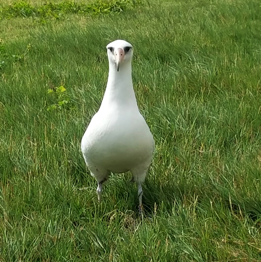 island-conservation-invasive-species-preventing-extinctions-laysan-albatross-V106-james-campbell-refuge