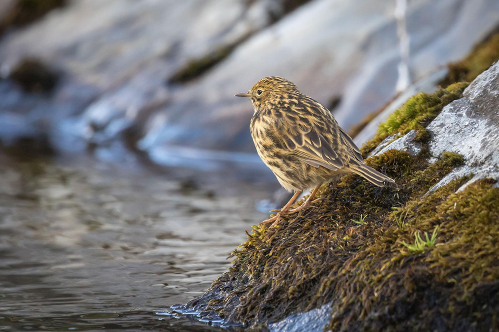 island-conservation-invasive-species-preventing-extinctions-south-georgia-pipits