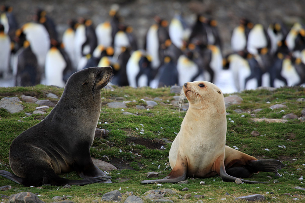 island-conservation-preventing-extinctions-invasive-species-Kerguelen-Islands-antarctic-fur-seal