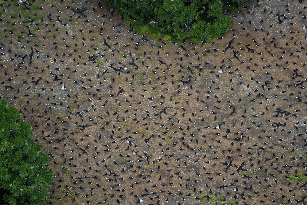 island-conservation-invasive-species-preventing-extinctions-dyer-island-seabird-count-drone-view