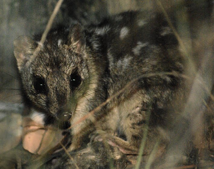 island-conservation-preventing-extinctions-invasive-species-Australia-Northern-Quoll