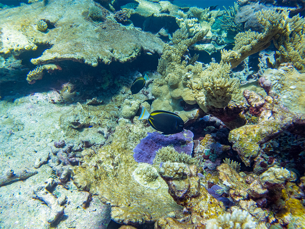 island-conservation-invasive-species-preventing-extinction-coral-reef-fish-palmyra-atoll-invasive-species-removal-science