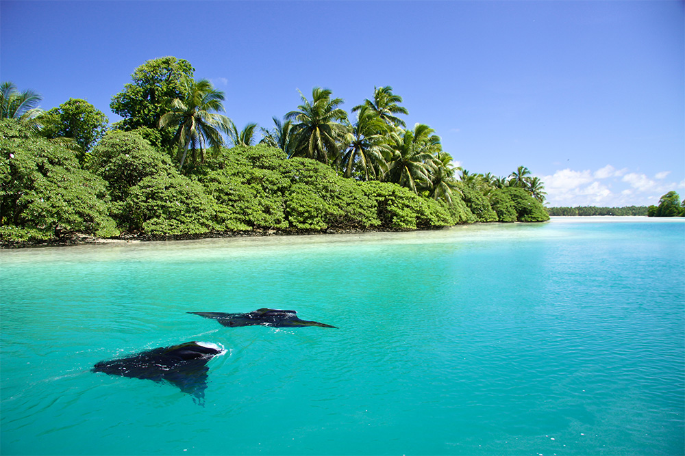 island-conservation-invasive-species-preventing-extinction-coral-reefs-palmyra-atoll-manta-ray