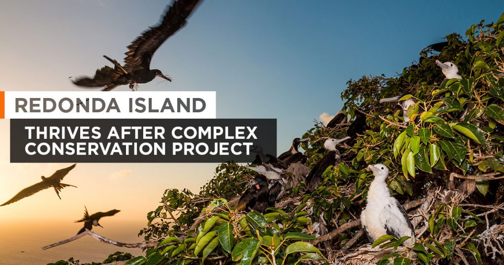 island-conservation-invasive-species-preventing-extinctions-magnificent-frigatebird-colony-featured