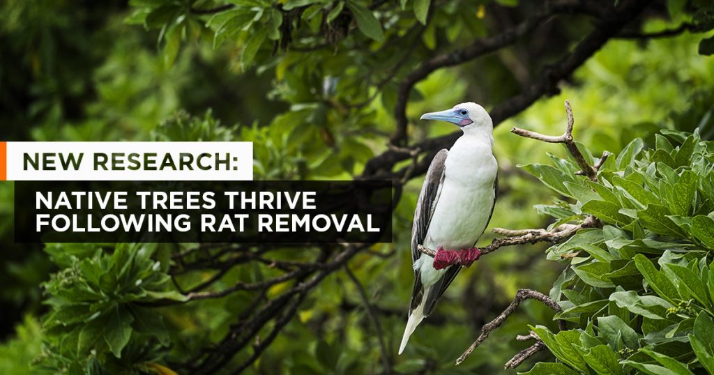island-conservation-palmyra-the-nature-conservancy-usfws-coral-wolf-sula-sula