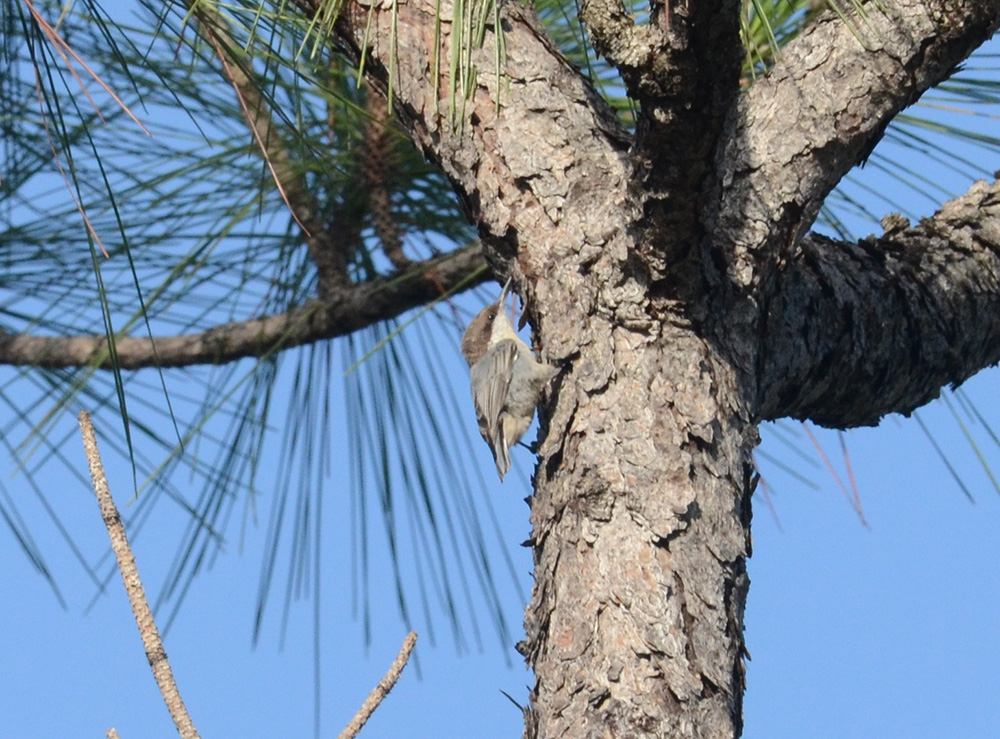 island-conservation-invasive-species-preventing-extinctions-bahama-nuthatch