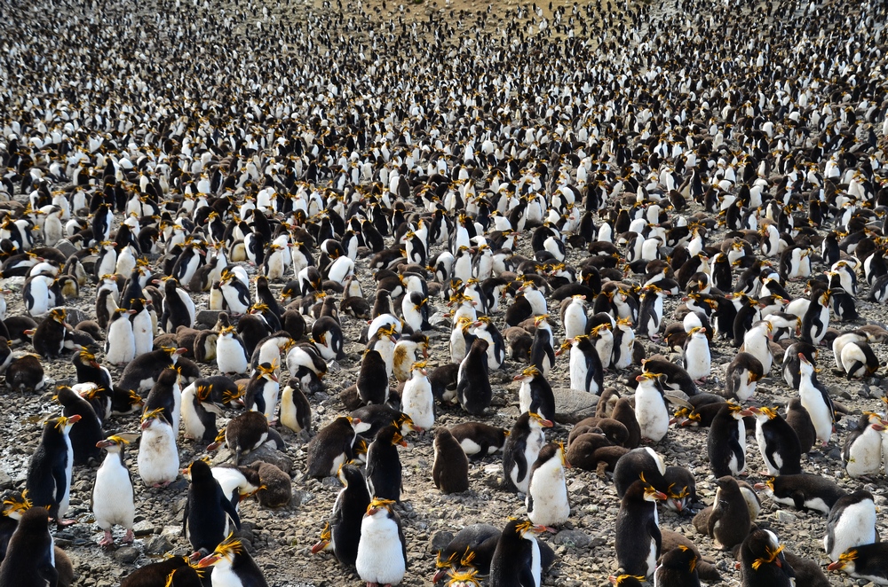 island-conservation-invasive-species-WHYY-podcast-Macquarie-Island-penguins