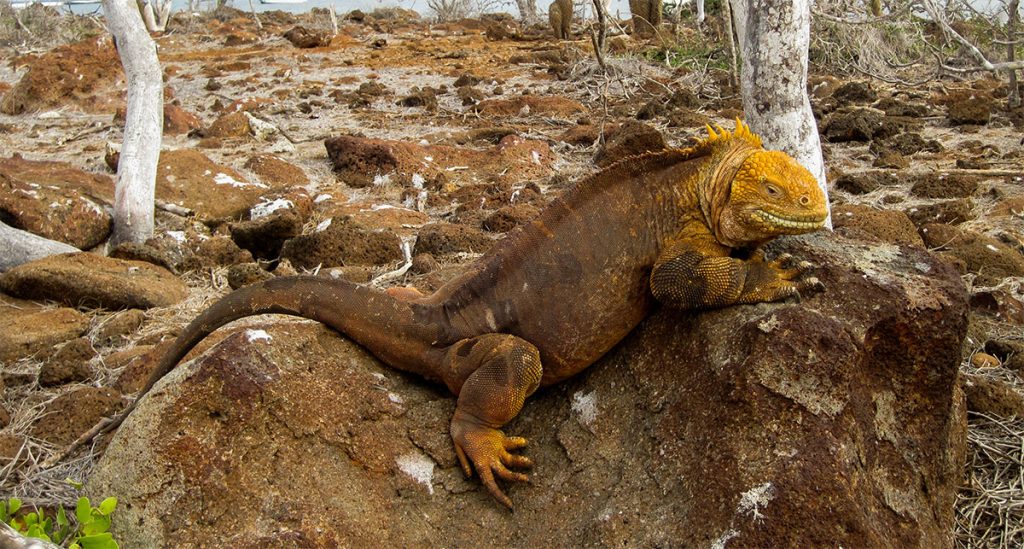 Conolophus subcristatus galapagos national park land iguanas island conservation