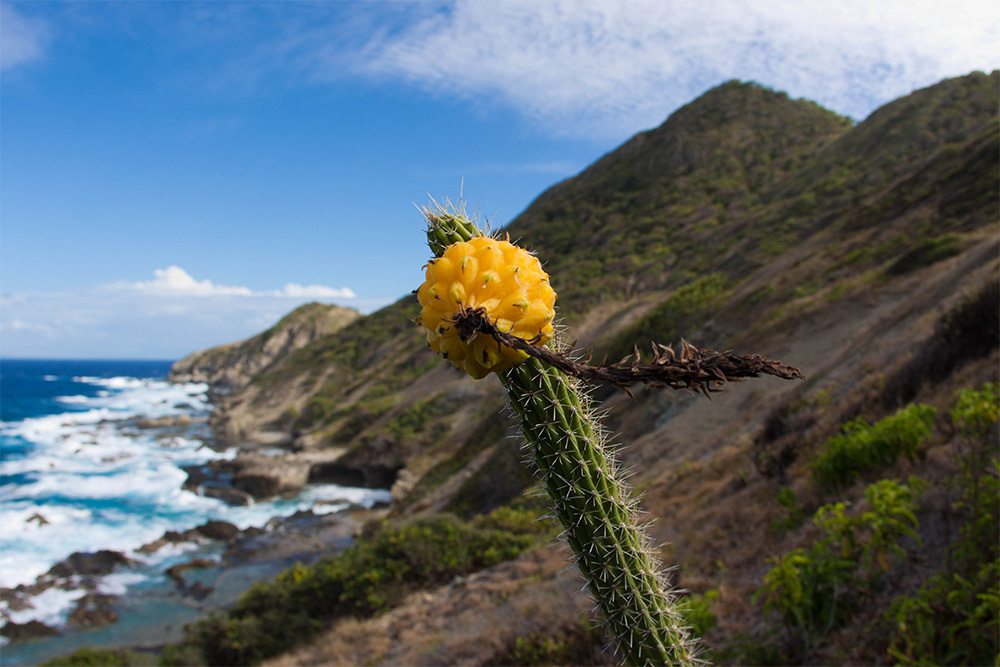 island-conservation-invasive-species-preventing-extincitons-higo-chumbo-cactus-desecheo-puerto-rico