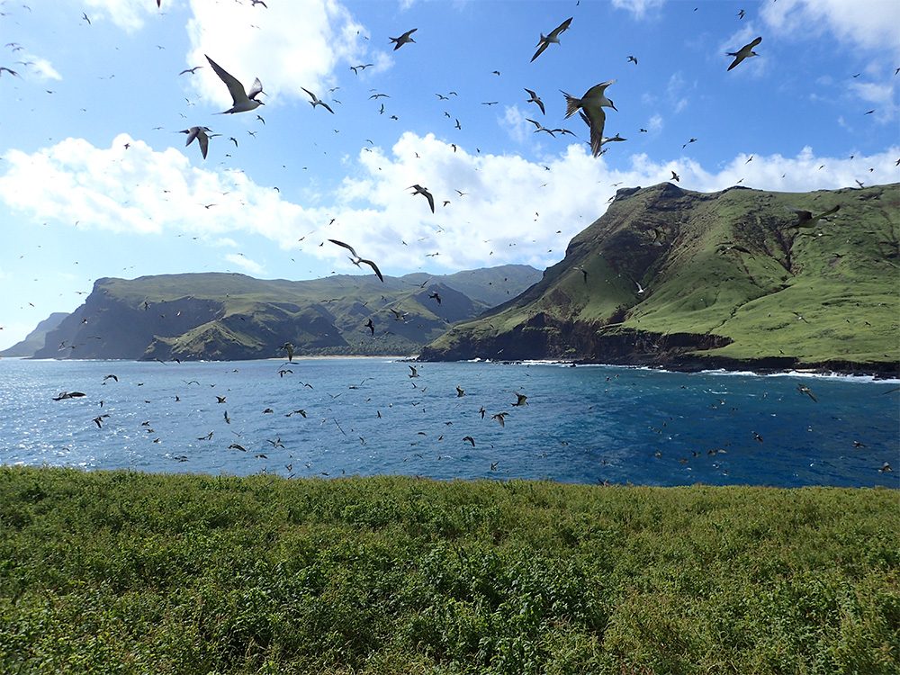 island-conservation-invasive-species-preventing-extinctions-teuaua-landscape-seabirds