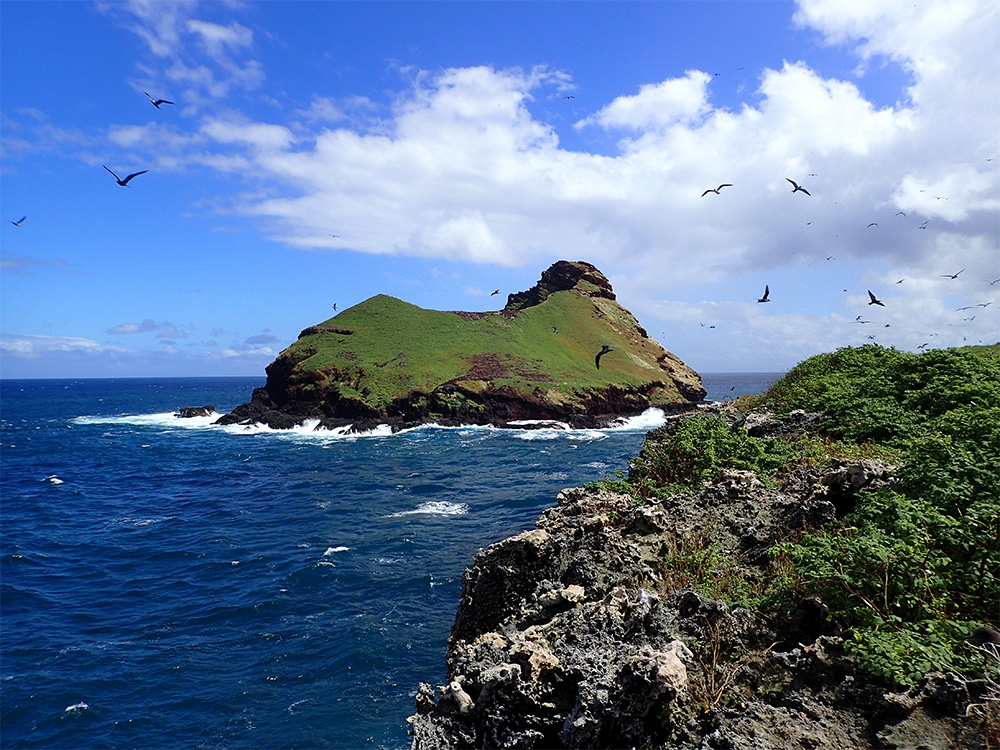 island-conservation-invasive-species-preventing-extinctions-teuaua-restoration-seabirds