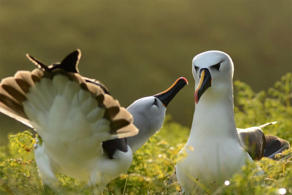 Island Conservation science preventing extinctions nick holmes et al