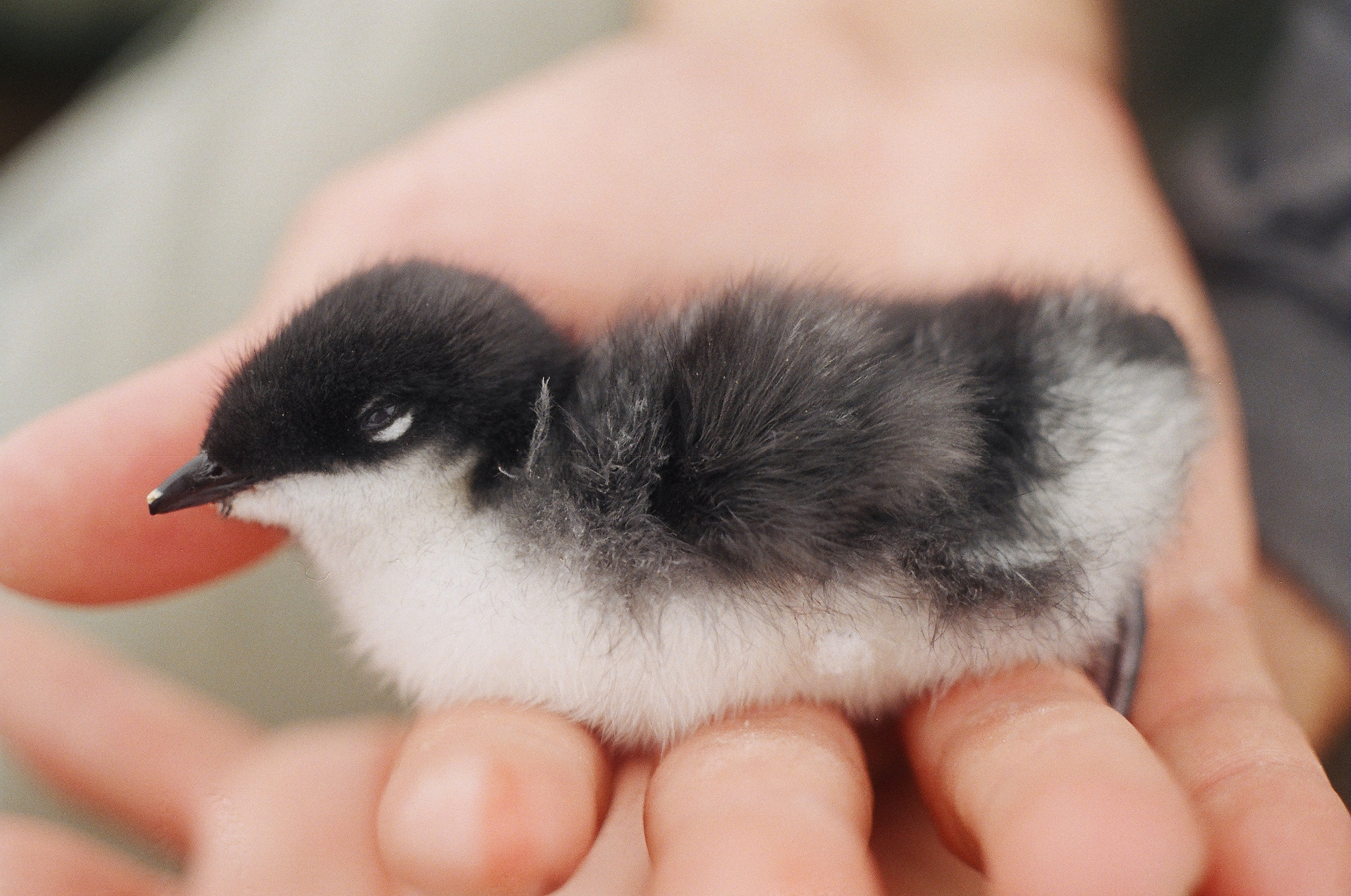 Island-Conservation-Scripps-Murrelet Scripps' Murrelet