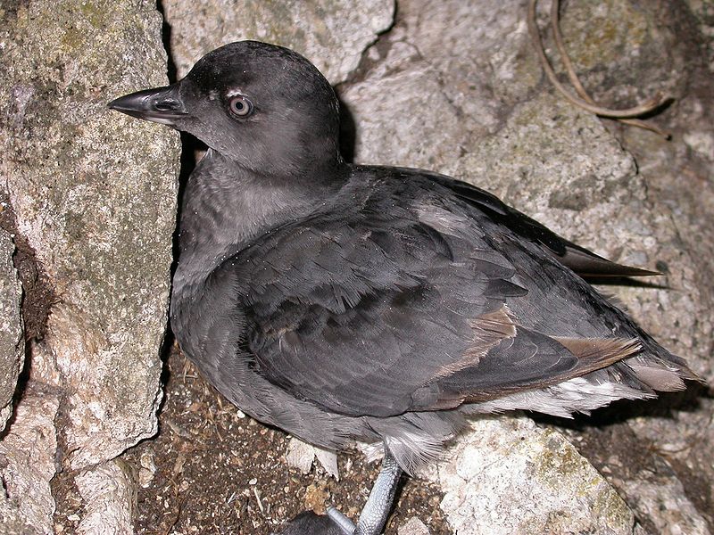 Island-Conservation-Cassin's-Auklet Cassin's Auklet