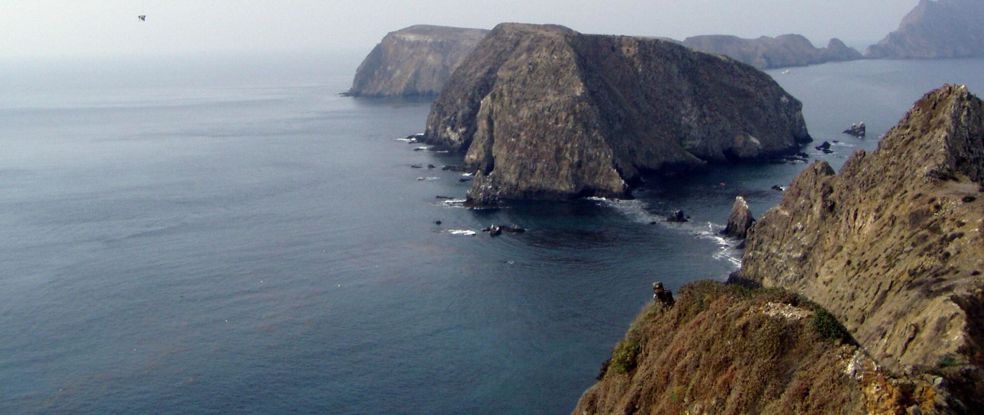 Restoration Makes an Instant Impact on Anacapa Island