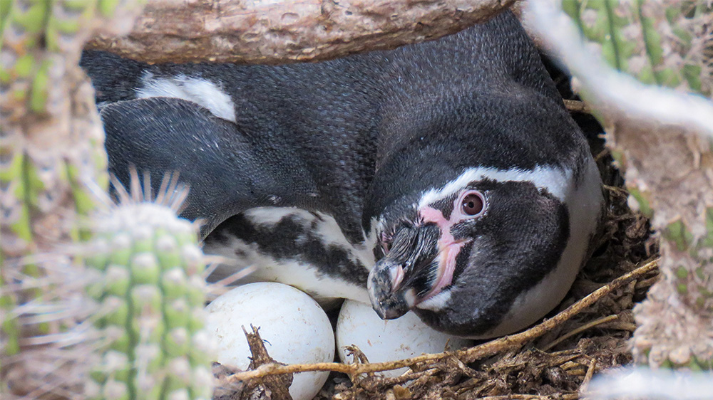 island-conservation-invasive-species-prevenitng-extinctions-choros-chanaral-humboldt-penguin