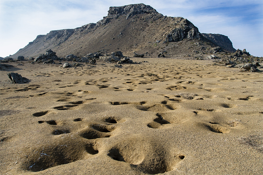 island-conservation-invasive-species-prevenitng-extinctions-choros-peruvian-diving-petrel-burrow