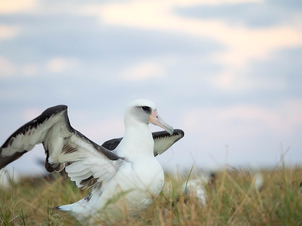 island-conservation-invasive-species-preventing-extinctions-laysan-albatross-midway-un-high-seas-treaty-marine-conservation