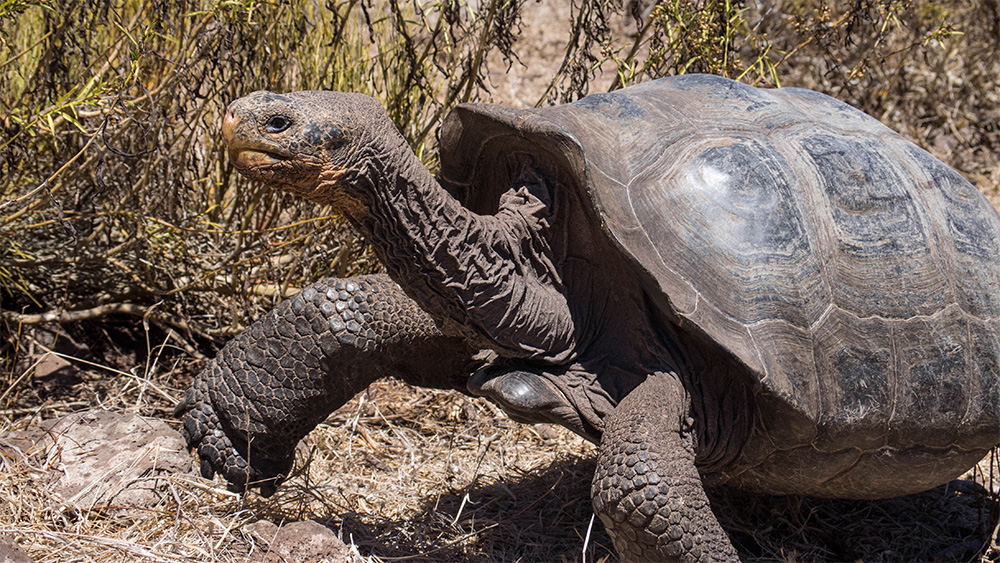 island-conservation-invasive-species-preventing-extinctions-pinzon-giant-tortoise-galapagos-success-earth-day