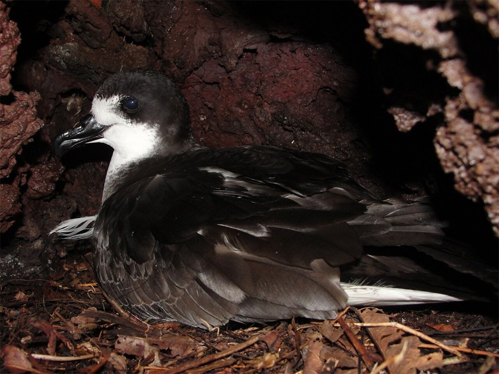 island-conservation-invasive-species-preventing-extinctions-wandering-BBC-newsroom-nick-holmes-galapagos-petrel-floreana