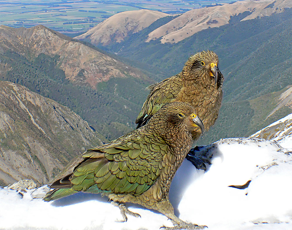 island-conservation-preventing-extinctions-kea-New-Zealand
