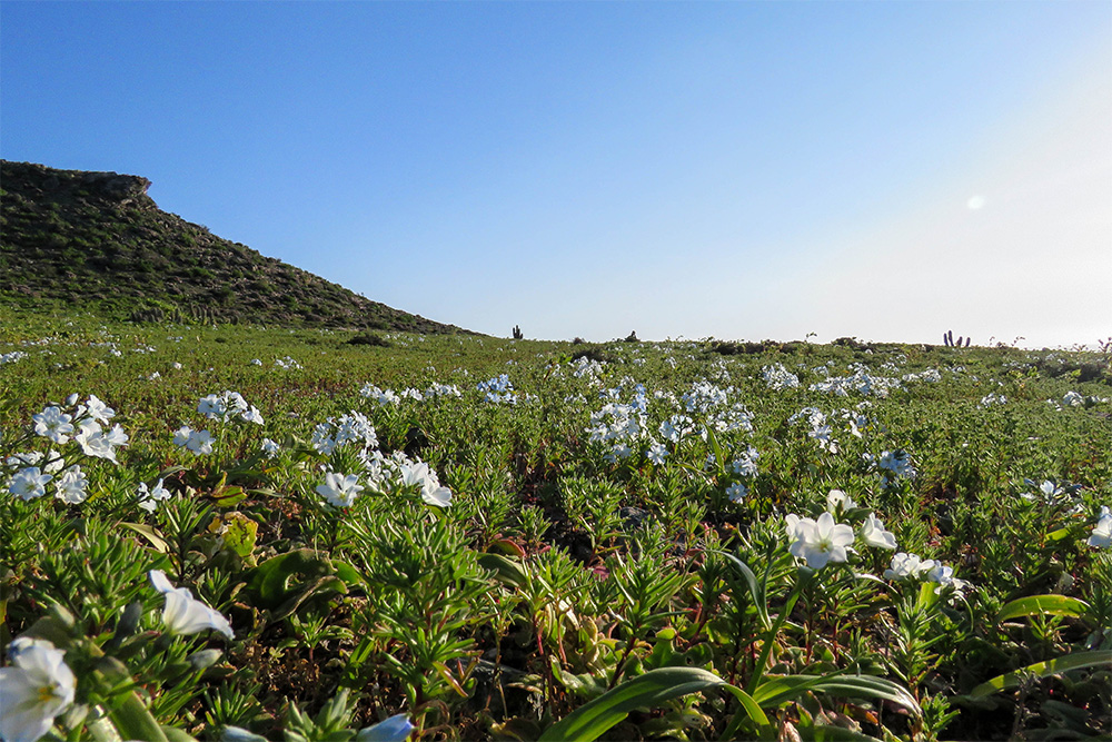 island-conservation-invasive-species-preventing-extinctions-chanaral-bloom-restoration-invasive-species-removal-un-ipbes-report
