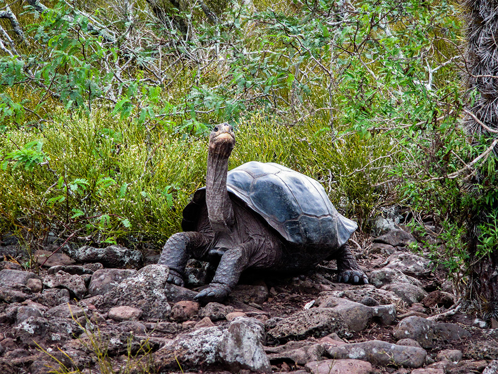island-conservation-invasive-species-preventing-extinctions-Galápagos-giant-tortoise