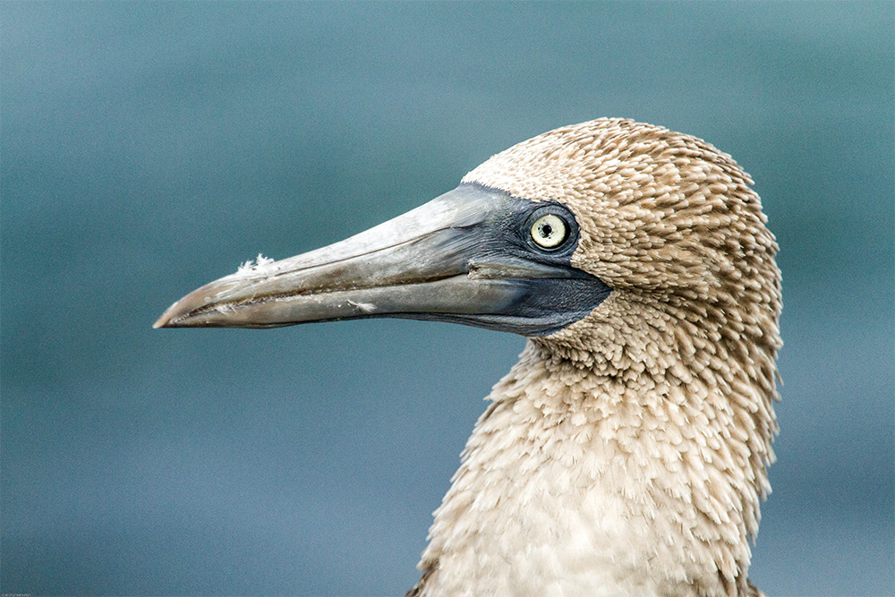 island-conservation-invasive-species-preventing-extinctions-galapagos-blue-footed-booby