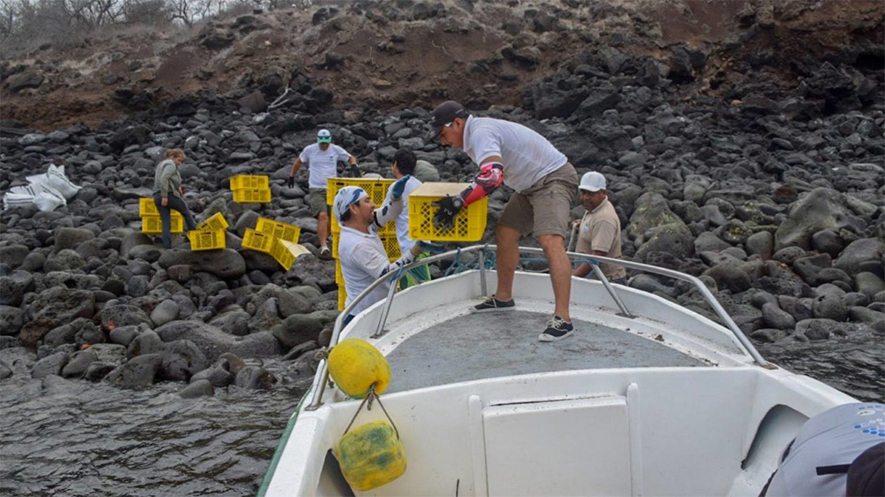 island-conservation-invasive-species-preventing-extinctions-galapagos-land-iguana-santiago-island-reintroduction-team-translocation