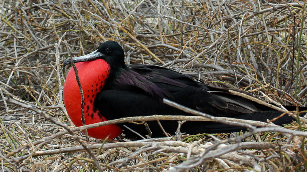 island-conservation-invasive-species-preventing-extinctions-galapagos-magnificient-frigatebird