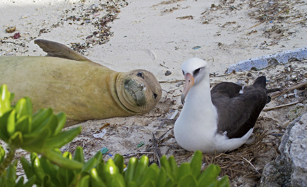 island-conservation-invasive-species-midway-albatross-hawaiian-monk-seal-laysan-albatross