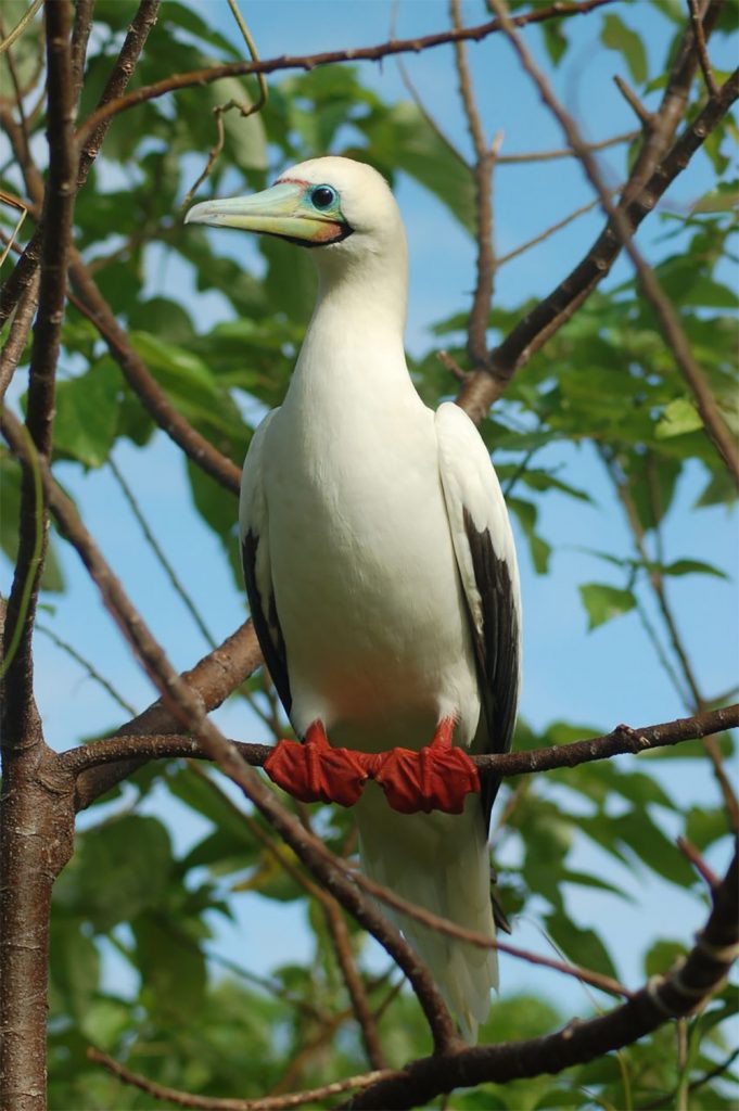 island-conservation-invasive-species-preventing-extinctions-chagos-archipelago-sea-bird-body