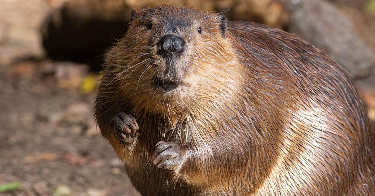 Island Conservation islandconservationpreventingextinctionsinvasive