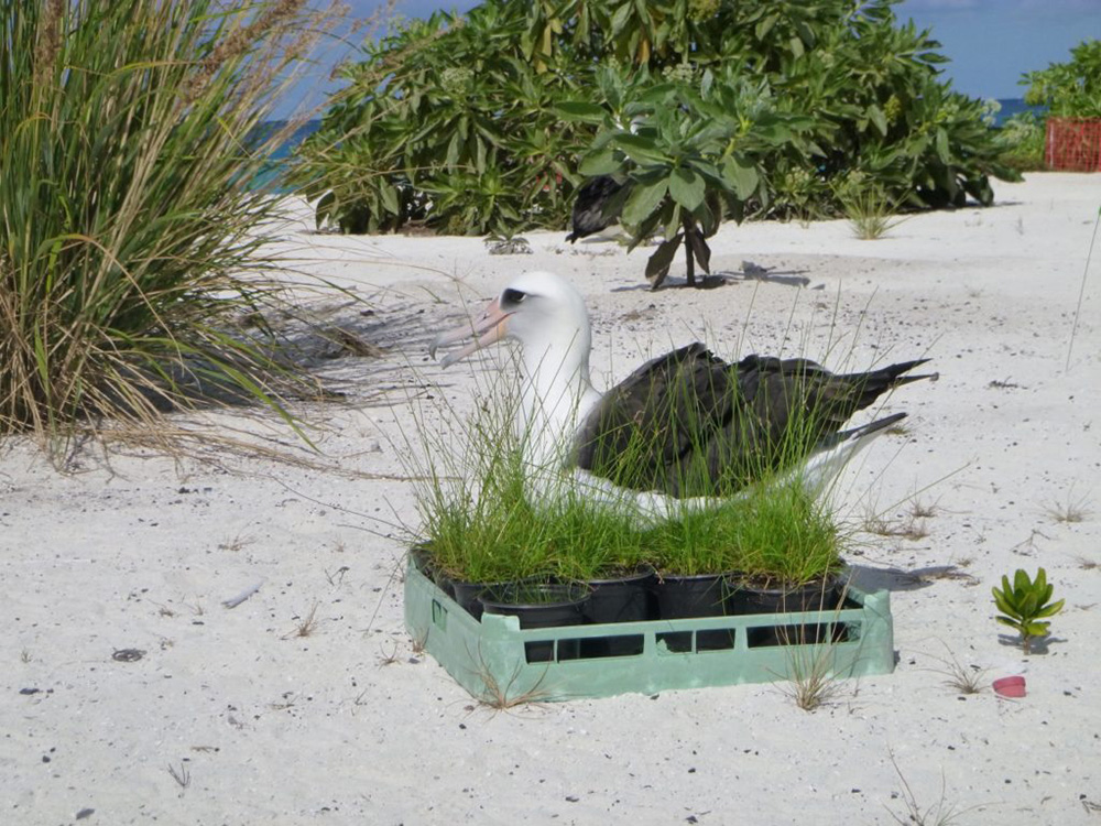 island-conservation-invasive-species-midway-atoll-albatross-conservation-laysan-albatross-native-vegetation