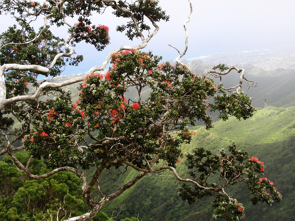 island-conservation-preventing-extinctions-hawaii-ohia-tree-ridge