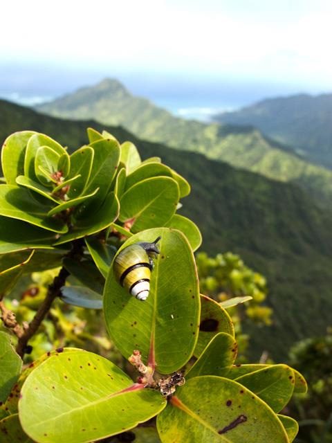 island-conservation-preventing-extinctions-hawaii-Ka'huli-leaves-overlook