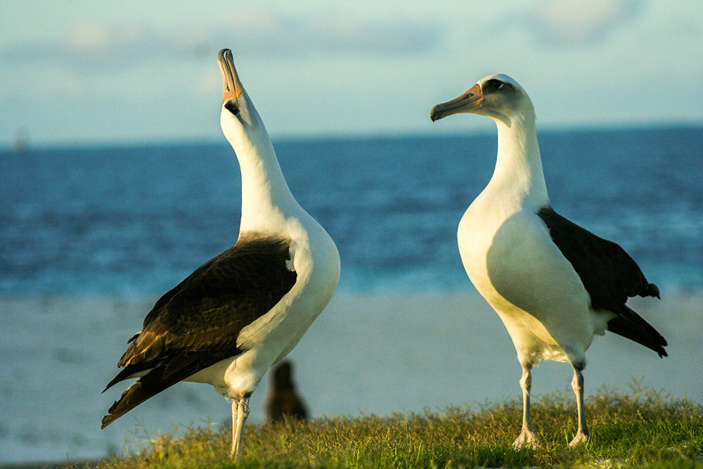 island-conservation-preventing-extinctions-invasive-species-laysan-albatross-mating-dance