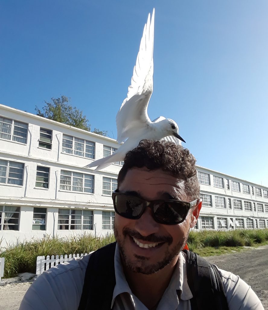 island-conservation-preventing-extinctions-invasive-species-midway-atoll-jose-luis-white-tern-seabird