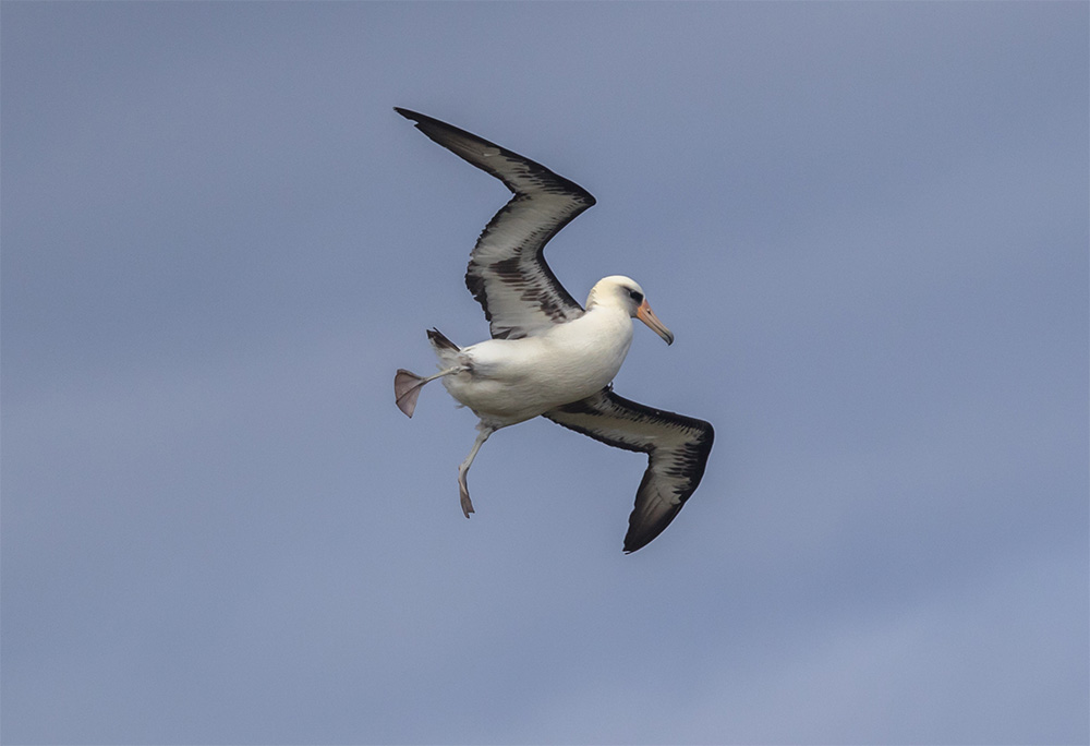 island-conservation-preventing-extinctions-invasive-species-midway-atoll-laysan-albatross-gooney-bird-moli