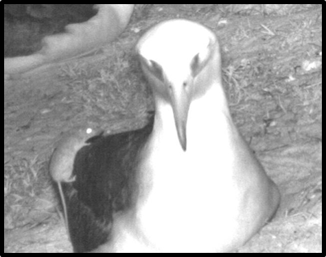 island-conservation-invasive-species-preventing-extinctions-laysan-albatross-mice-attack