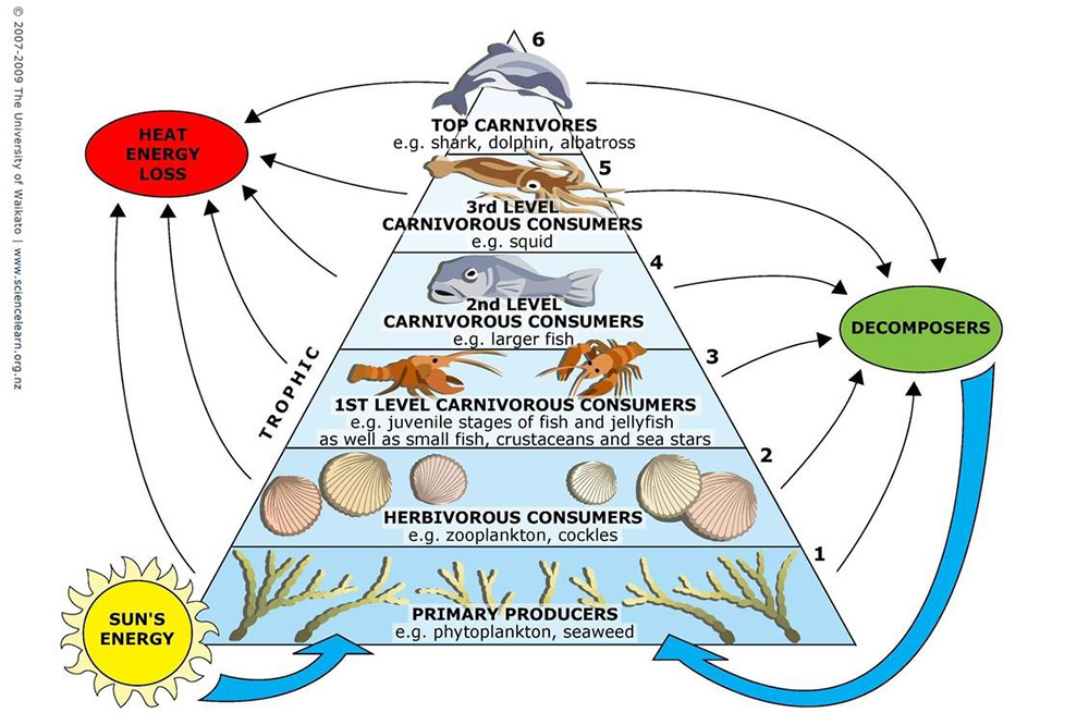 island-conservation-prevening-extinctions-midway-atoll-foochain