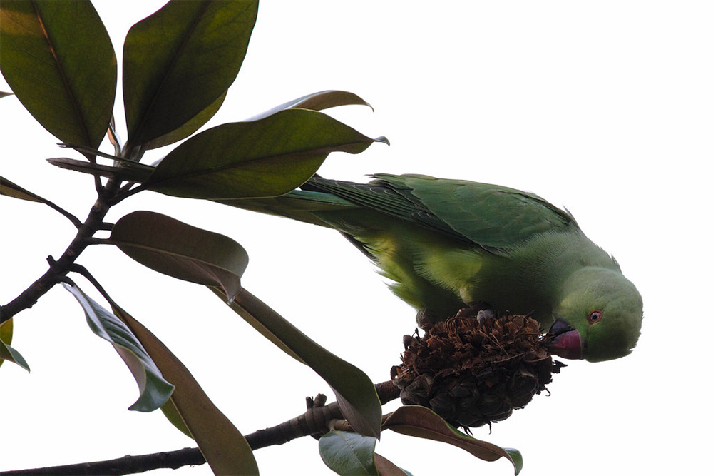 island-conservation-preventing-extinctions-rose-ringed-parakeet-feeding-on-dried-magnolia